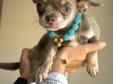Minik Ama Kocaman Kalpli Chihuahua Yavruları Yeni Yuvaya Hazır
