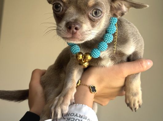 Minik Ama Kocaman Kalpli Chihuahua Yavruları Yeni Yuvaya Hazır görsel