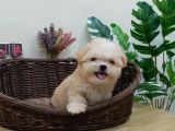 Maltipoo En Mini Boy Tüy Dökmeyen Yavrularımız