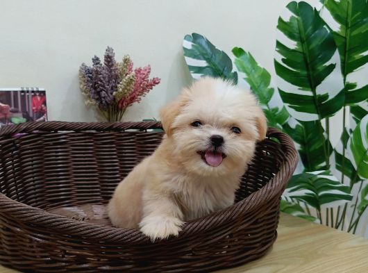Maltipoo En Mini Boy Tüy Dökmeyen Yavrularımız görsel