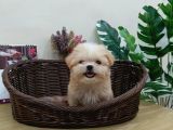 Maltipoo En Mini Boy Tüy Dökmeyen Yavrularımız