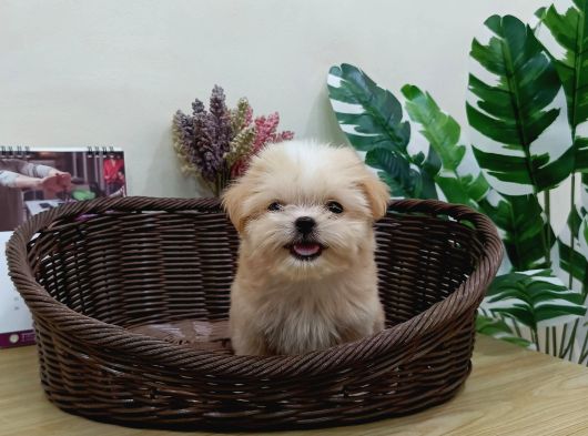 Maltipoo En Mini Boy Tüy Dökmeyen Yavrularımız