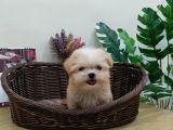 Maltipoo En Mini Boy Tüy Dökmeyen Yavrularımız