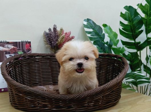 Maltipoo En Mini Boy Tüy Dökmeyen Yavrularımız görsel
