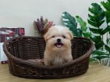 Maltipoo En Mini Boy Tüy Dökmeyen Yavrularımız