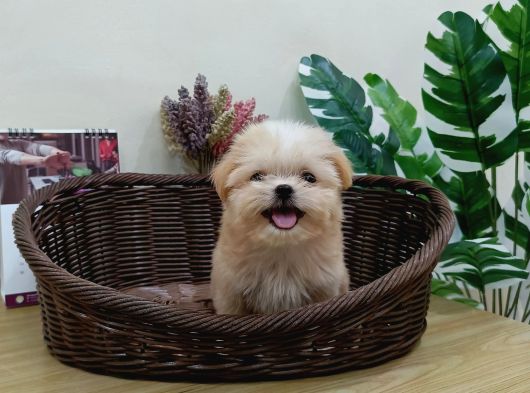 Maltipoo En Mini Boy Tüy Dökmeyen Yavrularımız görsel