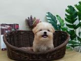 Maltipoo En Mini Boy Tüy Dökmeyen Yavrularımız