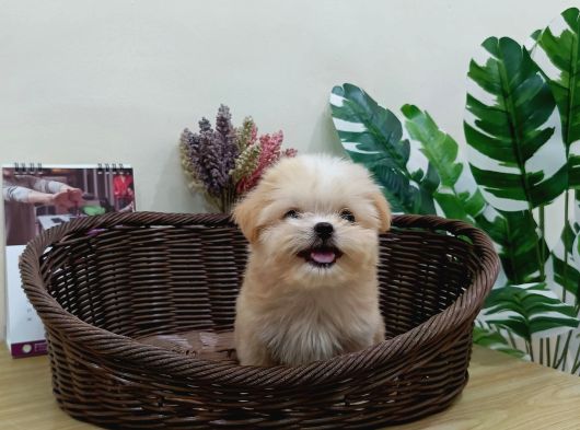 Maltipoo En Mini Boy Tüy Dökmeyen Yavrularımız görsel