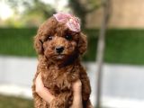 Dark Brown Kore Poodleyavrumuz