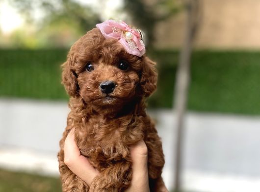 Dark Brown Kore Poodleyavrumuz görsel