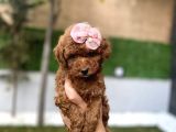 Dark Brown Kore Poodleyavrumuz