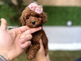 Dark brown kore poodleYavrumuz