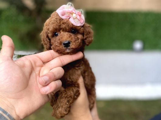Dark Brown Kore Poodleyavrumuz