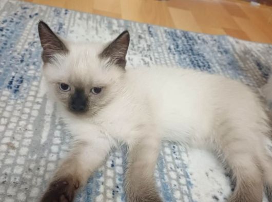 Sevgi̇ Dolu Bluepoi̇nt Torunum görsel