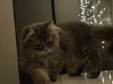 Erkek British Longhair