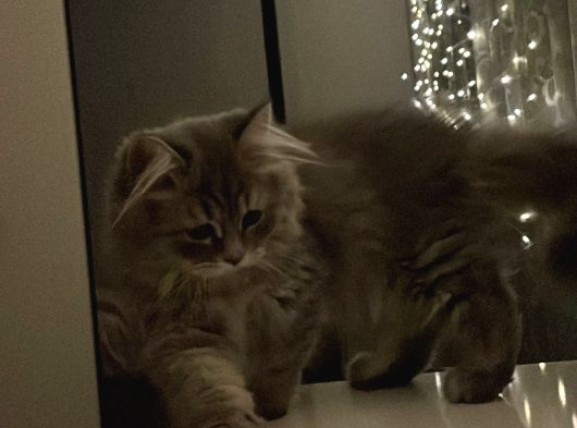 Erkek British Longhair görsel