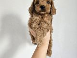 Toy Poodle Yavrularımız