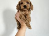 Toy Poodle Yavrularımız