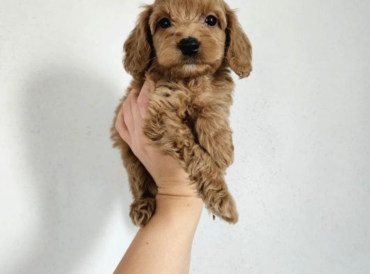 Toy Poodle Yavrularımız görsel