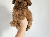 Toy Poodle Yavrularımız