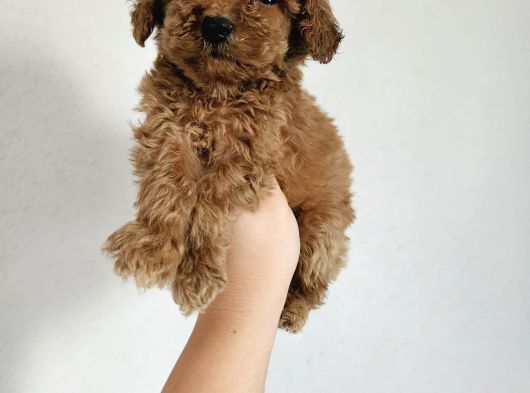 Toy Poodle Yavrularımız görsel