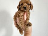 Toy poodle yavrularımız