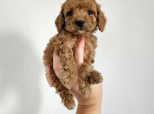Toy Poodle Yavrularımız