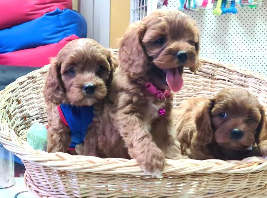 Gerçek Orji̇nal Cavapoo Yavrular Mi Ariyorsunuz görsel