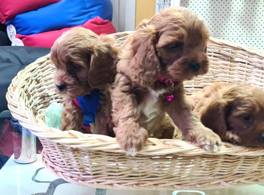 Gerçek Orji̇nal Cavapoo Yavrular Mi Ariyorsunuz görsel