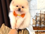Ayı Surat Garantili Pomeranian Boo Yavrularımız