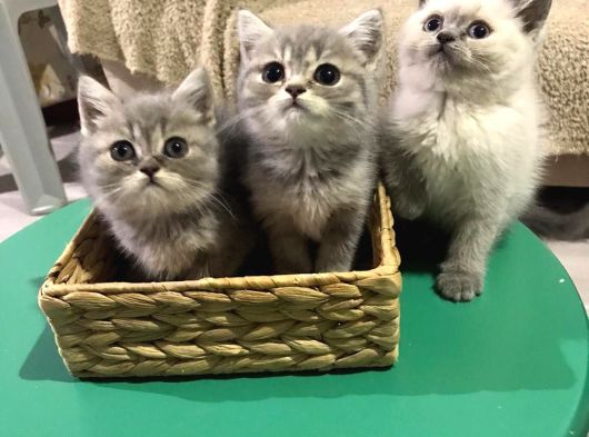 British Shorthair Yavrularımız görsel
