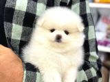 Ayı Surat Garantili Pomeranian Boo Yavrularımız