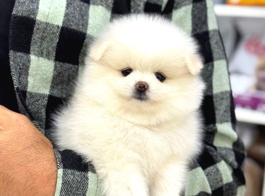 Ayı Surat Garantili Pomeranian Boo Yavrularımız