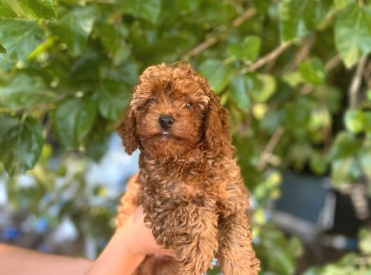 Toy Ve Kore Poodlelar görsel