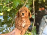 Toy Ve Kore Poodlelar