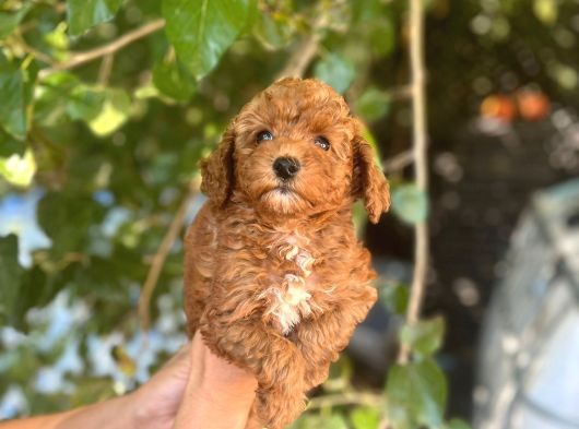 Toy Ve Kore Poodlelar görsel