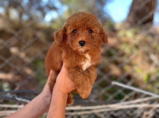 Toy Ve Kore Poodlelar görsel