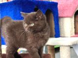 British shorthair ayı surat çikolata