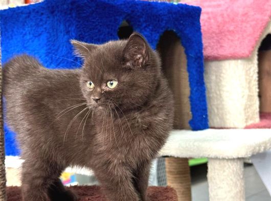 British Shorthair Ayı Surat Çikolata