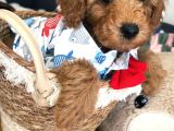 Poodle Torunlarımız