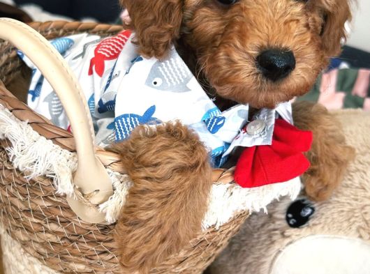 Poodle Torunlarımız görsel