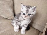 British Shorthair Yavrularımız