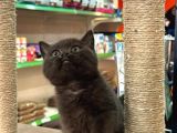 British Shorthair Ayı Surat Çikolata