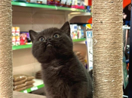 British Shorthair Ayı Surat Çikolata görsel