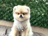 Ayı Surat Garantili Pomeranian Boo Yavrularımız