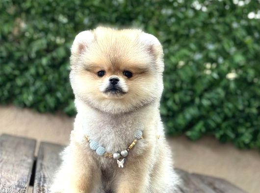 Ayı Surat Garantili Pomeranian Boo Yavrularımız görsel