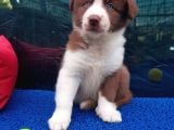 A Kali̇te Efsane Güzelli̇kte Blue Merle Border Coli̇e