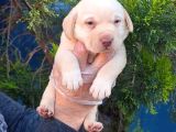 HER BÜTÇEYE UYGUN ORJİNAL LABRADOR YAVRULAR