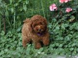 Her Bütçeye Uygun Orji̇nal Toy Poodle Yavrular