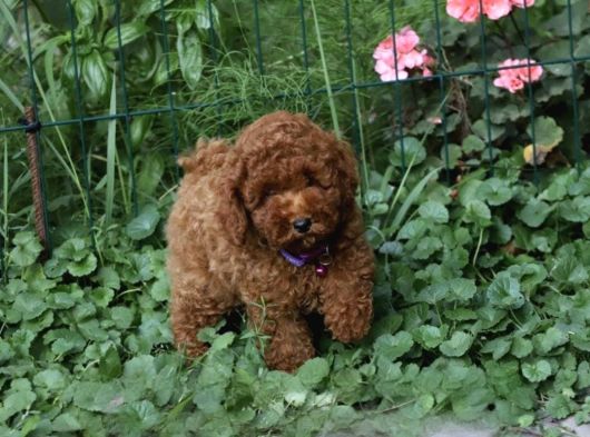 Her Bütçeye Uygun Orji̇nal Toy Poodle Yavrular görsel